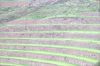 Filename=DSC_0210.jpg
Filesize=3547KiB
Dimensions=6015x4023
Date added=Jan 31, 2016 DSC_0210.jpg