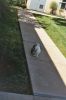 Filename=cat15.jpg
Filesize=244KiB
Dimensions=1024x1536
Date added=Jul 19, 2007 cat15.jpg