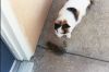 Filename=cat17.jpg
Filesize=186KiB
Dimensions=1536x1024
Date added=Jul 19, 2007 cat17.jpg