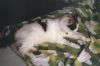 Filename=cat20.jpg
Filesize=240KiB
Dimensions=1536x1024
Date added=Jul 19, 2007 cat20.jpg