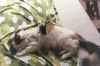 Filename=cat21.jpg
Filesize=220KiB
Dimensions=1536x1024
Date added=Jul 19, 2007 cat21.jpg