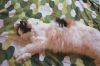 Filename=cat22.jpg
Filesize=225KiB
Dimensions=1536x1024
Date added=Jul 19, 2007 cat22.jpg