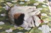 Filename=cat23.jpg
Filesize=219KiB
Dimensions=1536x1024
Date added=Jul 19, 2007 cat23.jpg