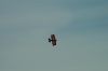 Filename=DSC_0925.jpg
Filesize=151KiB
Dimensions=3008x2000
Date added=Jul 07, 2015 DSC_0925.jpg