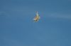 Filename=DSC_0976.jpg
Filesize=234KiB
Dimensions=3008x2000
Date added=Jul 07, 2015 DSC_0976.jpg