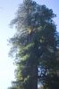 Filename=DSC_0039_01.jpg
Filesize=1661KiB
Dimensions=3080x4640
Date added=Jan 06, 2016 DSC_0039_01.jpg