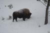 Filename=DSC_0841_01.jpg
Filesize=610KiB
Dimensions=4640x3080
Date added=Jan 06, 2016 DSC_0841_01.jpg