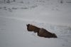 Filename=DSC_0845_01.jpg
Filesize=643KiB
Dimensions=4640x3080
Date added=Jan 06, 2016 DSC_0845_01.jpg