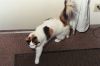 Filename=cat30.jpg
Filesize=211KiB
Dimensions=1536x1024
Date added=Jul 19, 2007 cat30.jpg